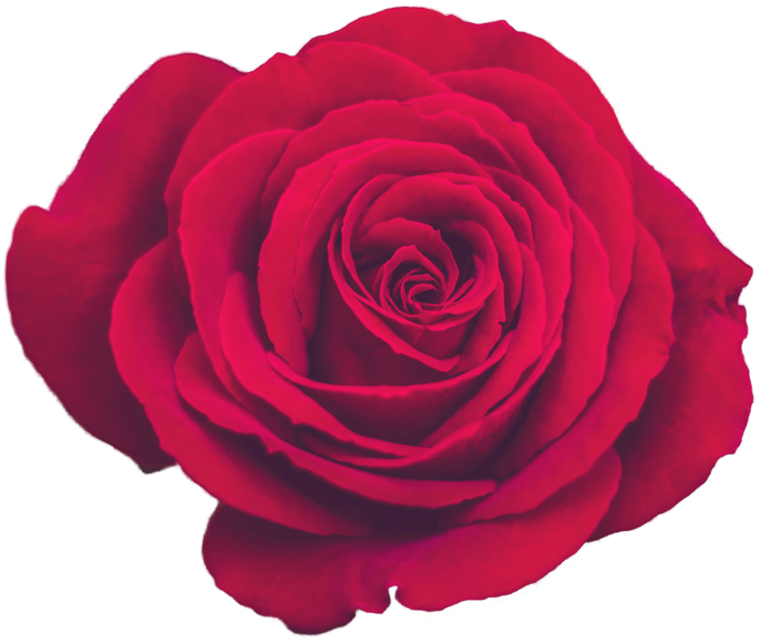 Decorative Vintage Red Rose